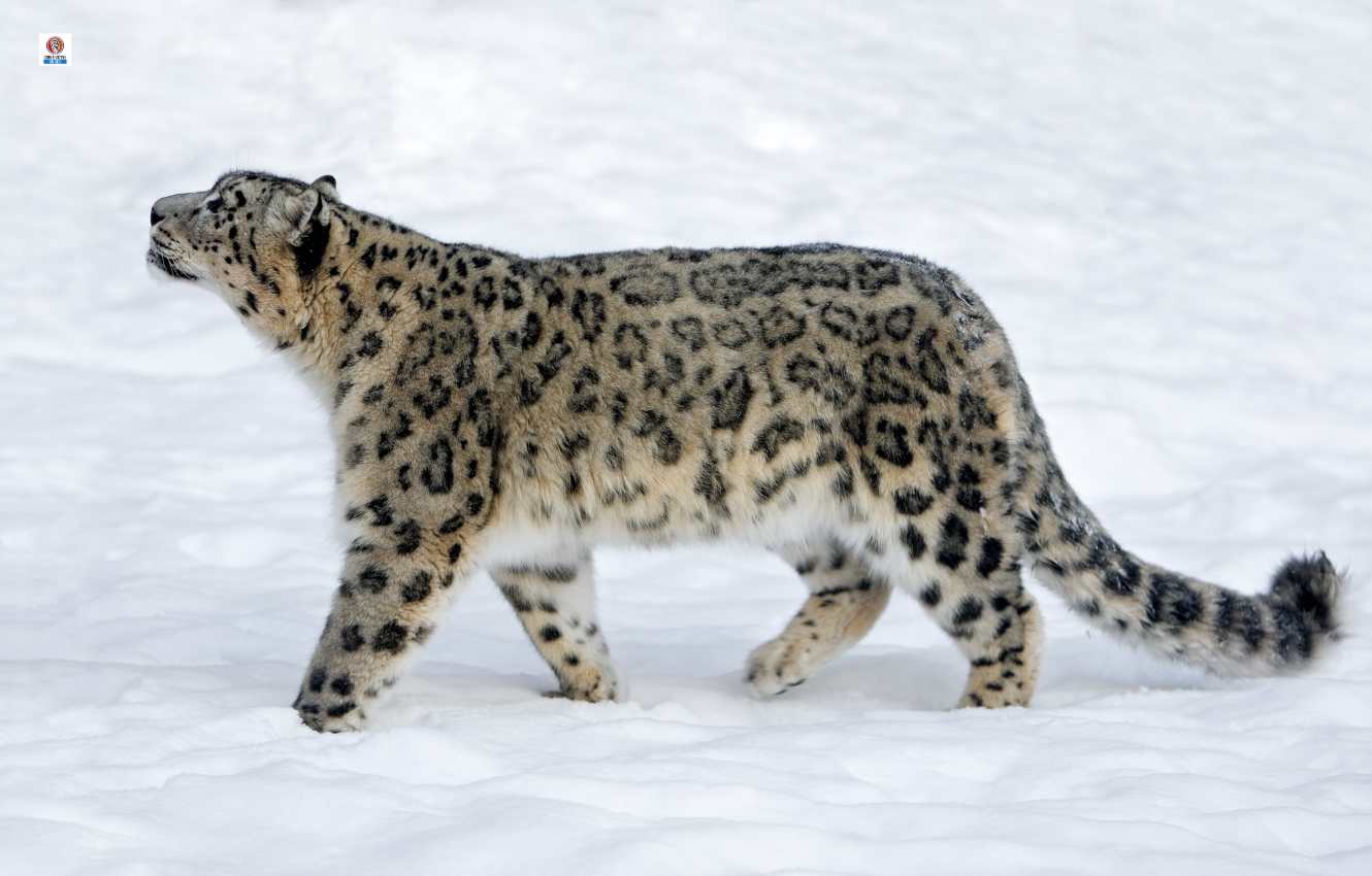 afghanistan snow leopard