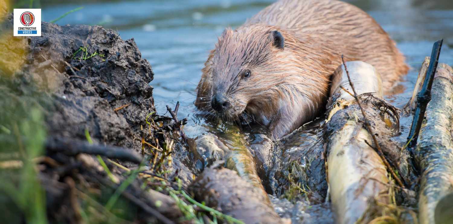 beaver in water