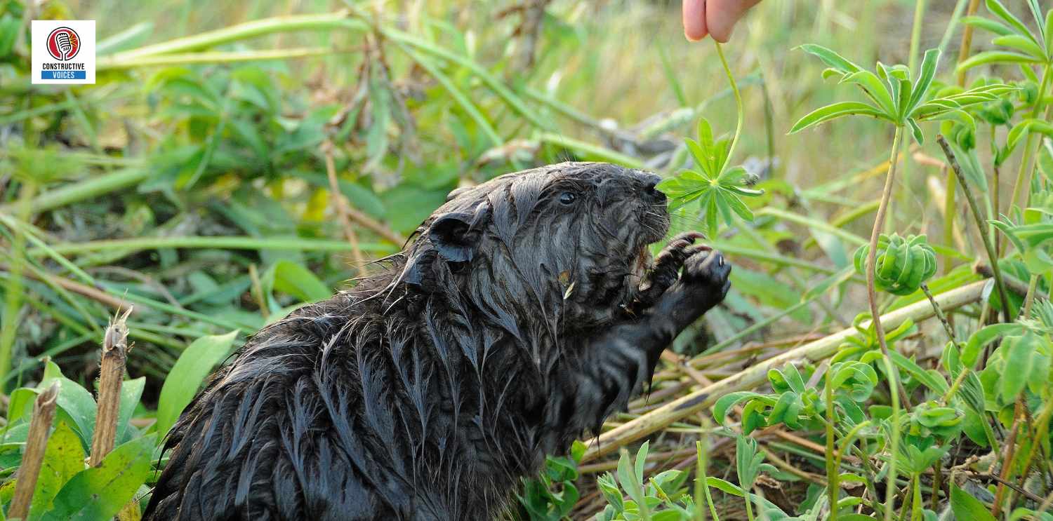 beaver with person's hand