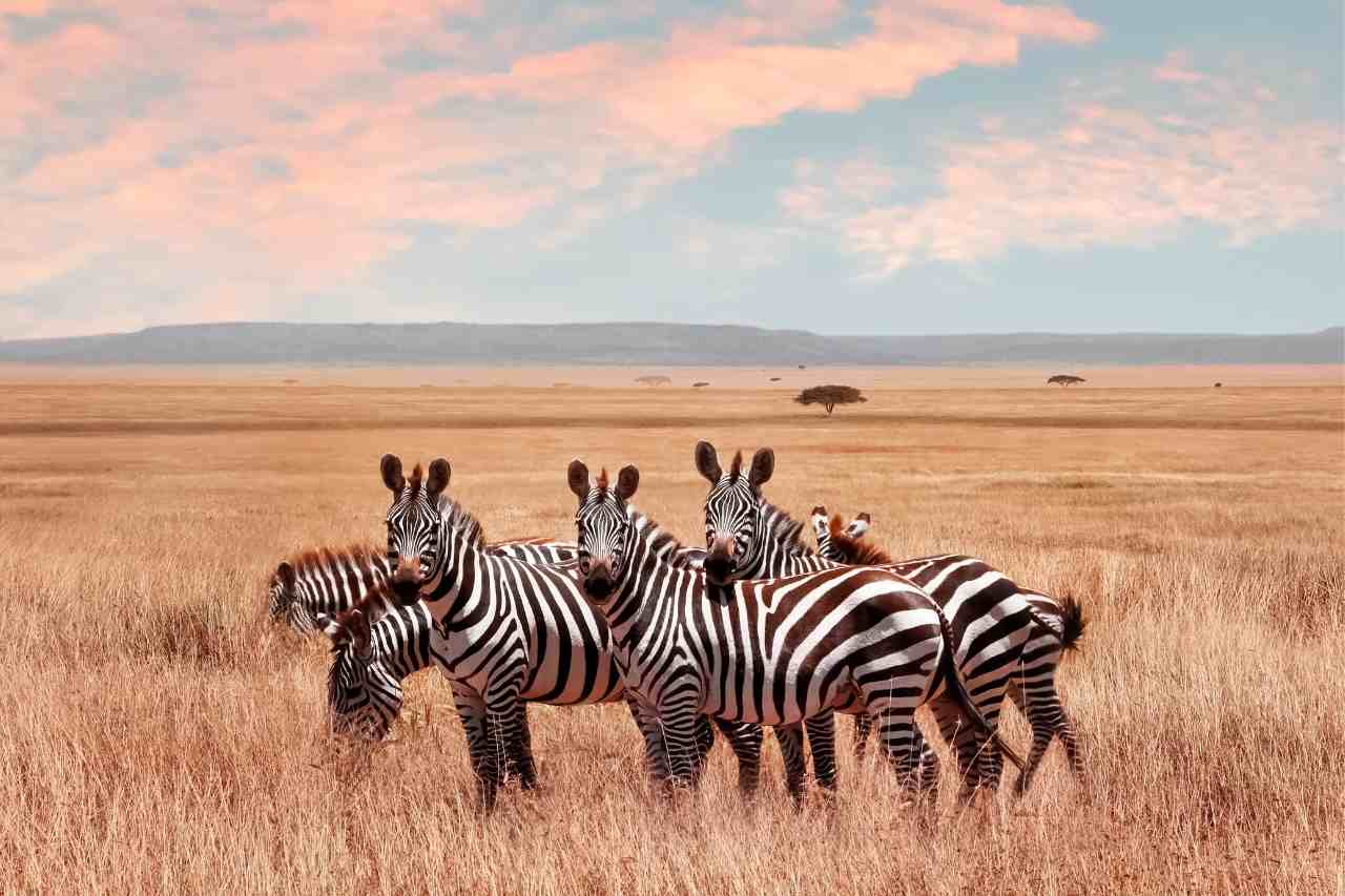 biodiversity constructive voices zebras