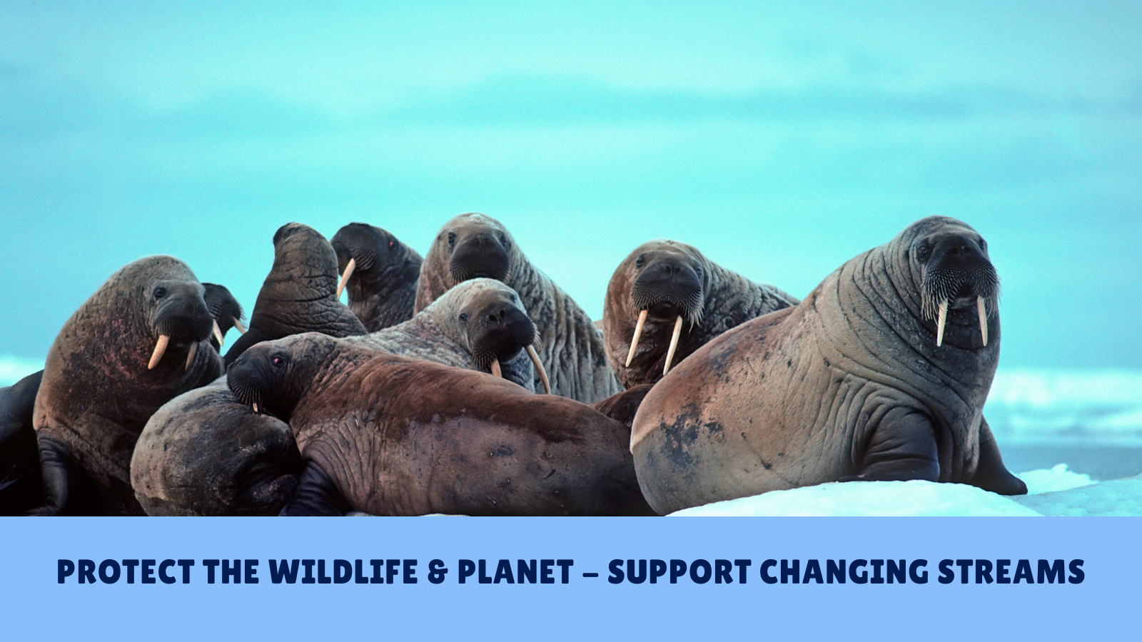 walruses Protect the wildlife and planet changing streams