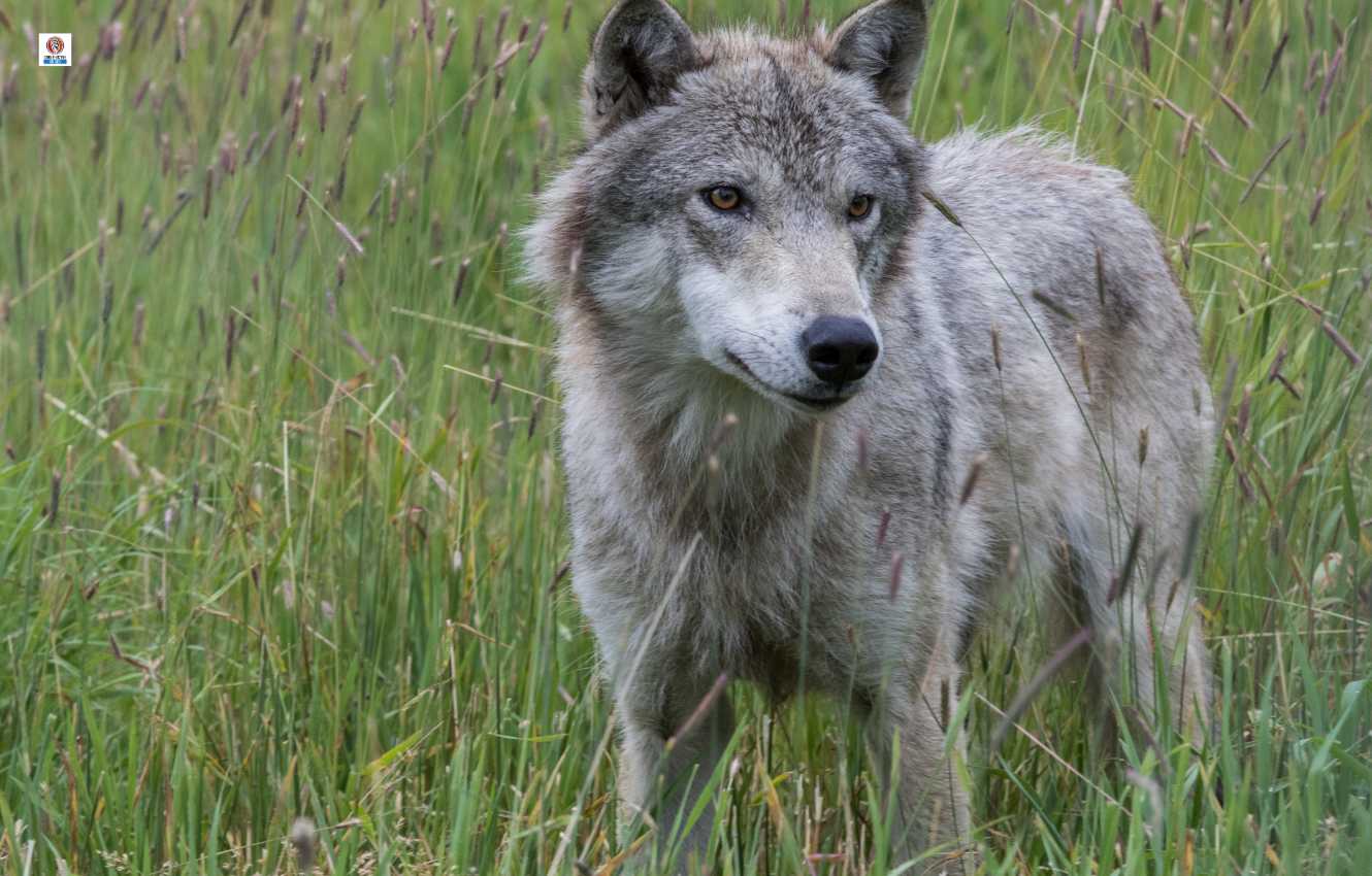 Albania biodiversity grey wolf