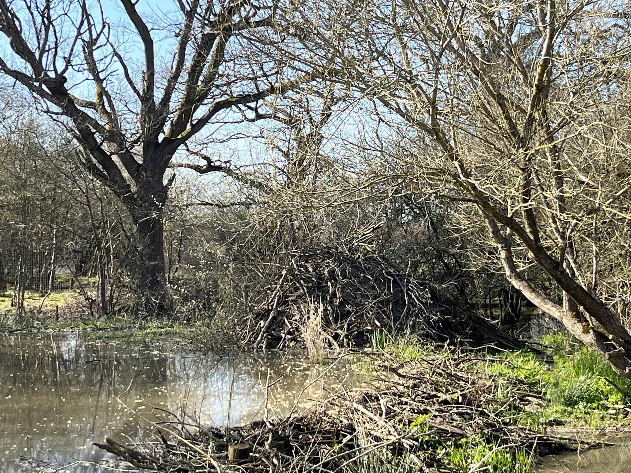 beavers home Knepp Estate