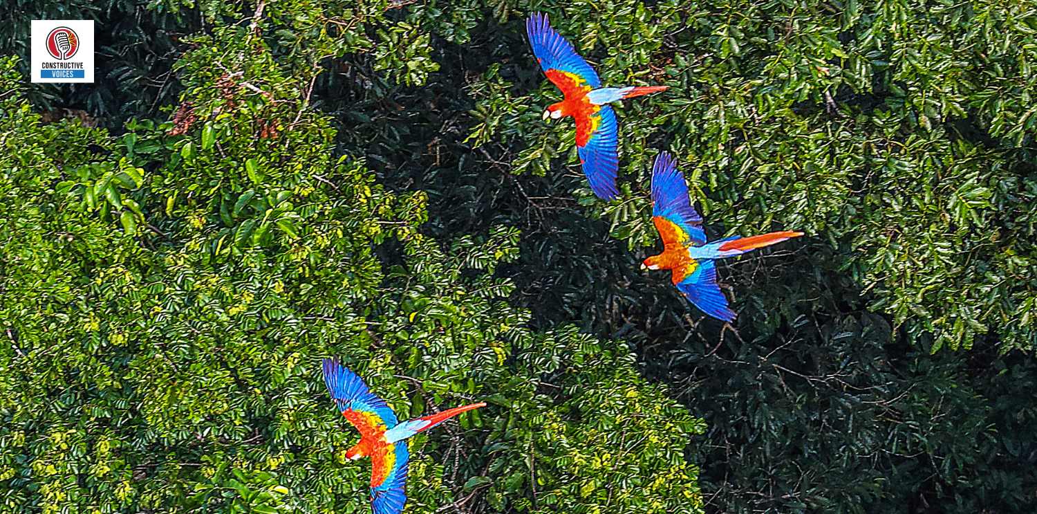 Rainforests in the Amazon