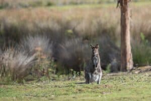Australia must reach net zero emissions: ATSE