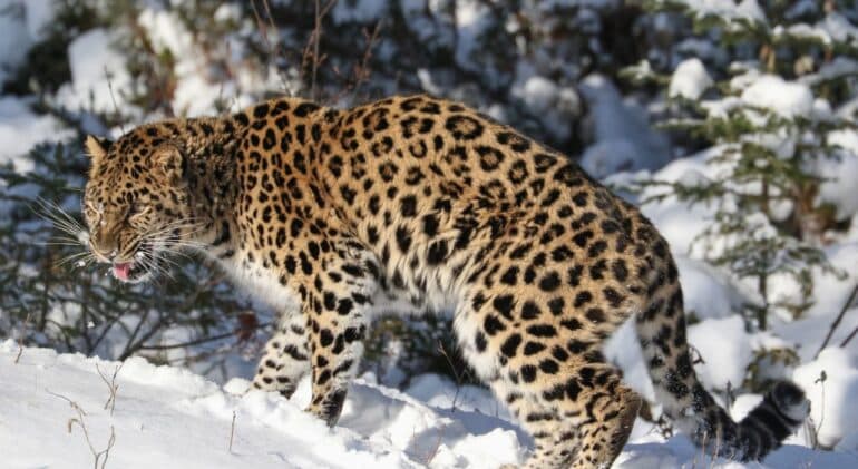 Biodiversity explained-facts, myths and the race to protect it
