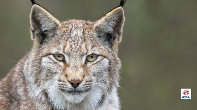 Albania Biodiversity: Animal and Plant Species and What is Under Threat