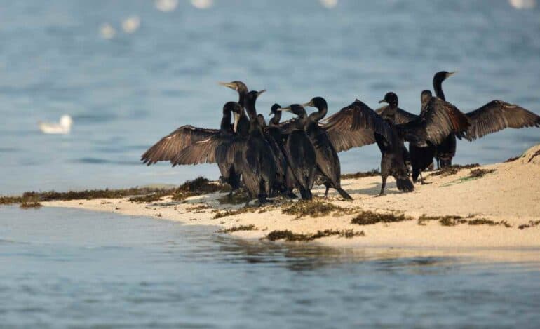 Bahrain Biodiversity: Animal and Plant Species and What Is Under Threat