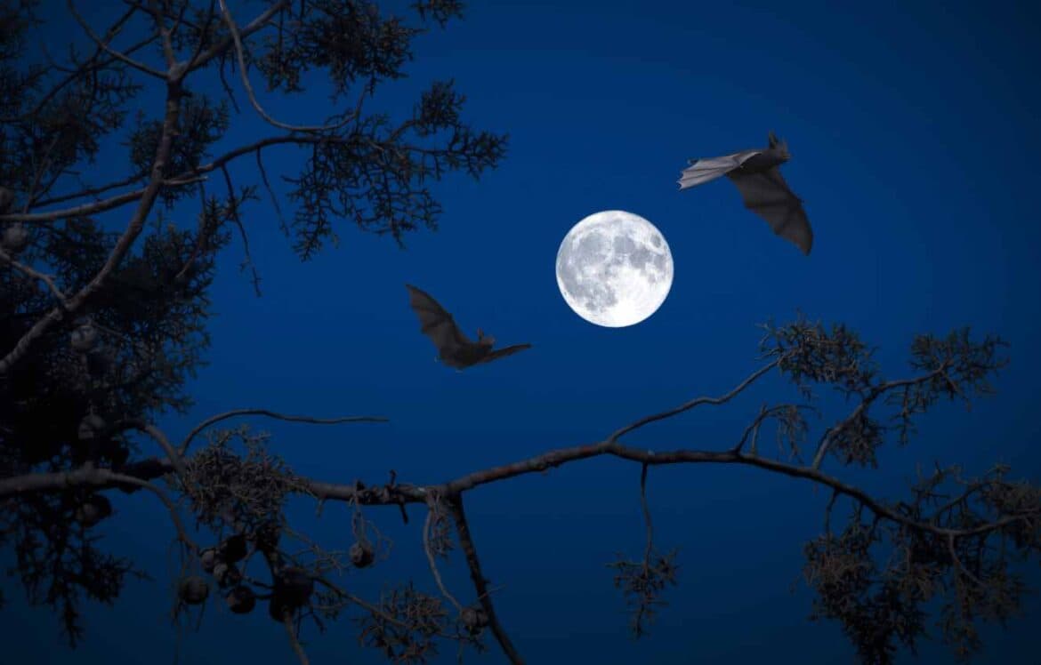 Bat Species in Britain, their Characteristics, and Conservation Status