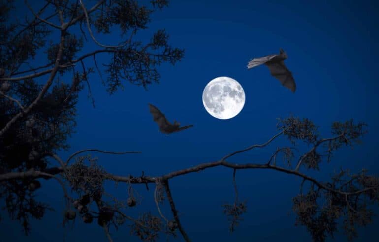 Bat Species in Britain, their Characteristics, and Conservation Status