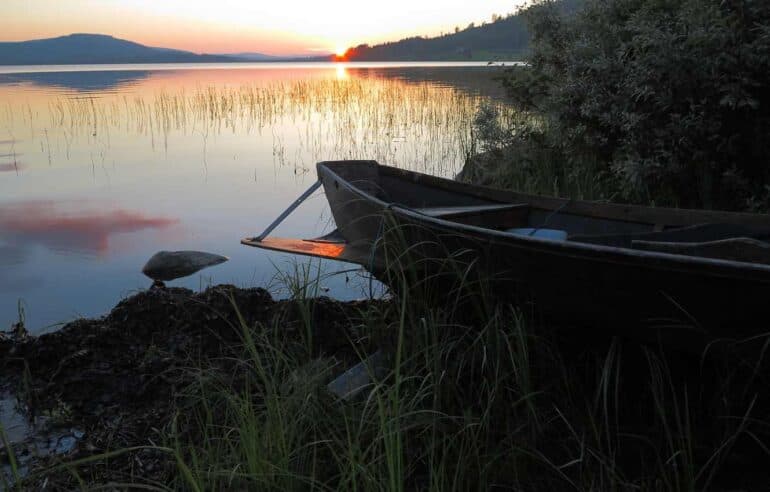 Sweden Biodiversity: Animal and Plant Species and What Is Under Threat