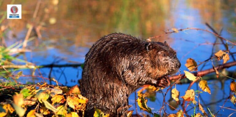 Beavers Nature’s Engineers and Their Symbolic Relationship with Humans