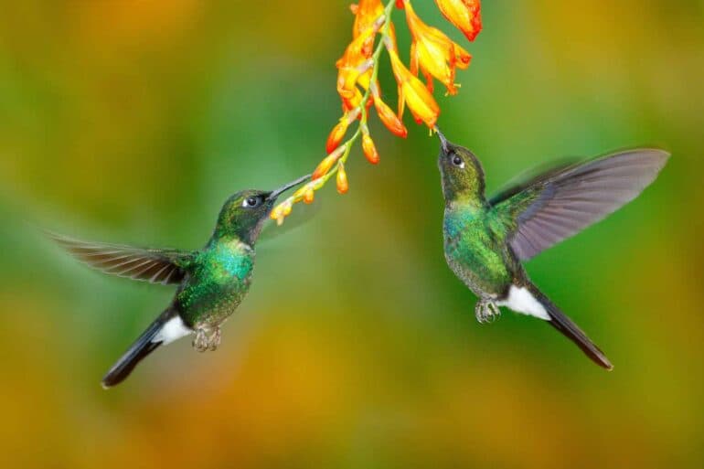 Ecuador Climate Finance: Secures $30 Million REDD+ Agreement with LEAF to Protect Forests