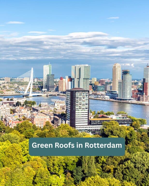 Elevating the City: How Green Roofs In Rotterdam Combat Urban Heat