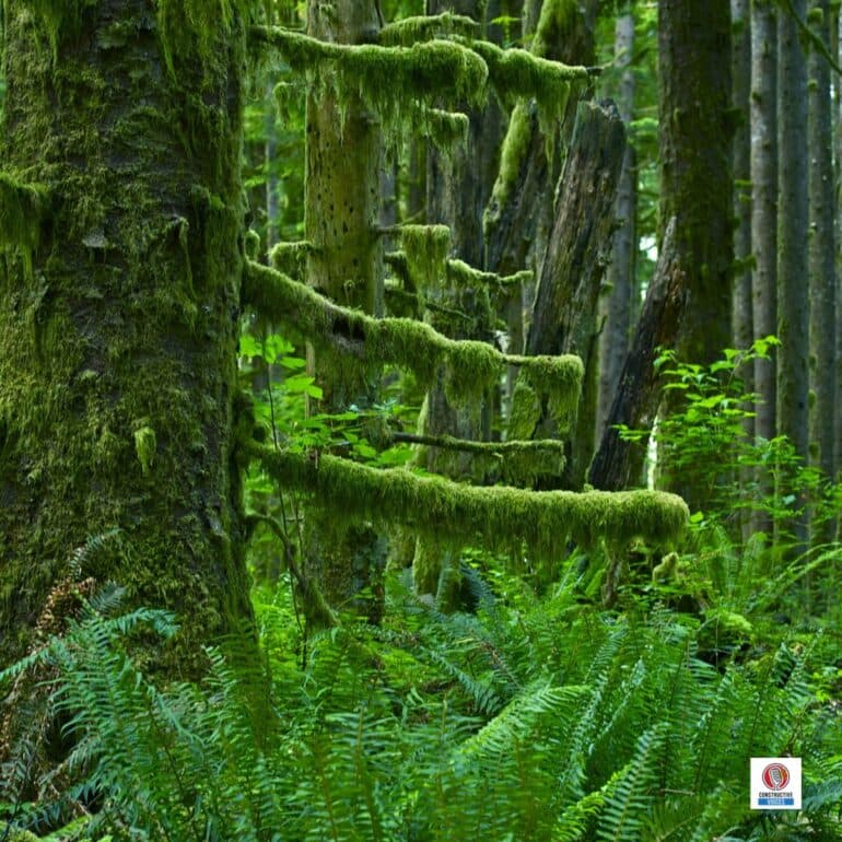 S5, E5:The Forest Behind The Timber: Paul Koberstein On Old Growth, Wildfire & Why How We Build Matters