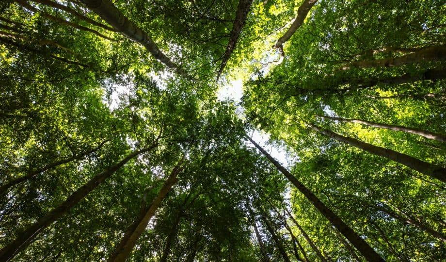 How a Circular Economy Can Fight Biodiversity Loss