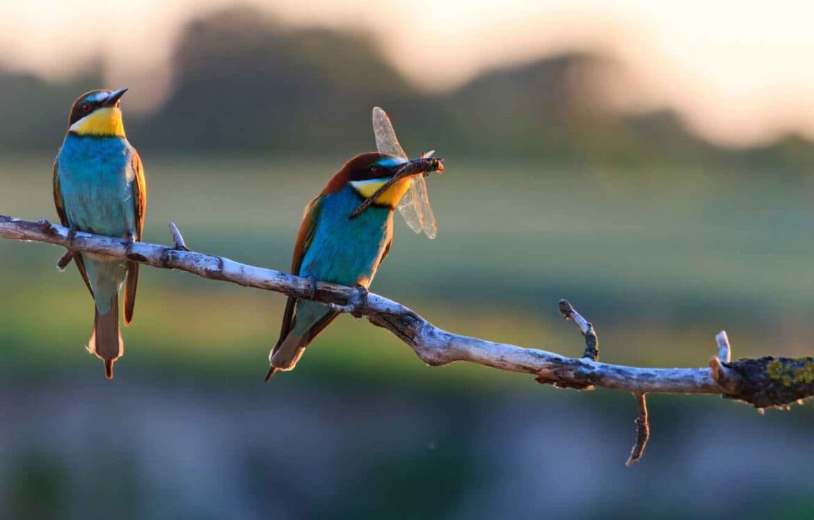 Biodiversity Metrics for Habitat Areas and Linear Features