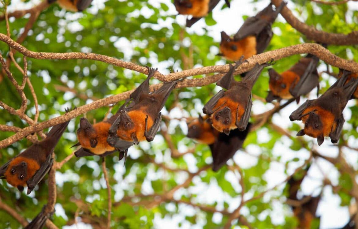 Biodiversity Net Gain and Its Impact on Bat Species