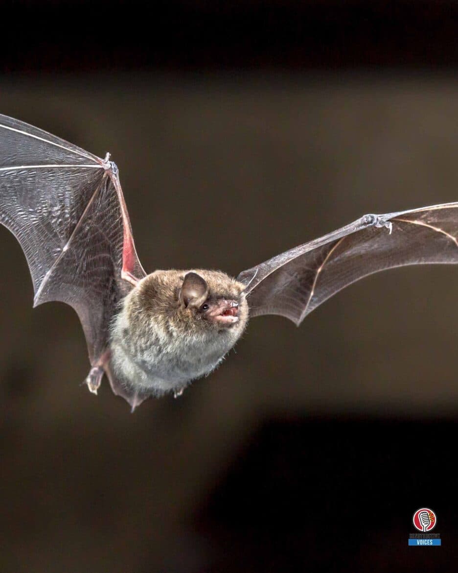 Designing Biodiversity Net Gain for Bats
