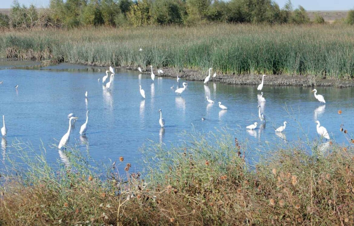 Enhancing On-site Biodiversity Net Gain in Development Planning