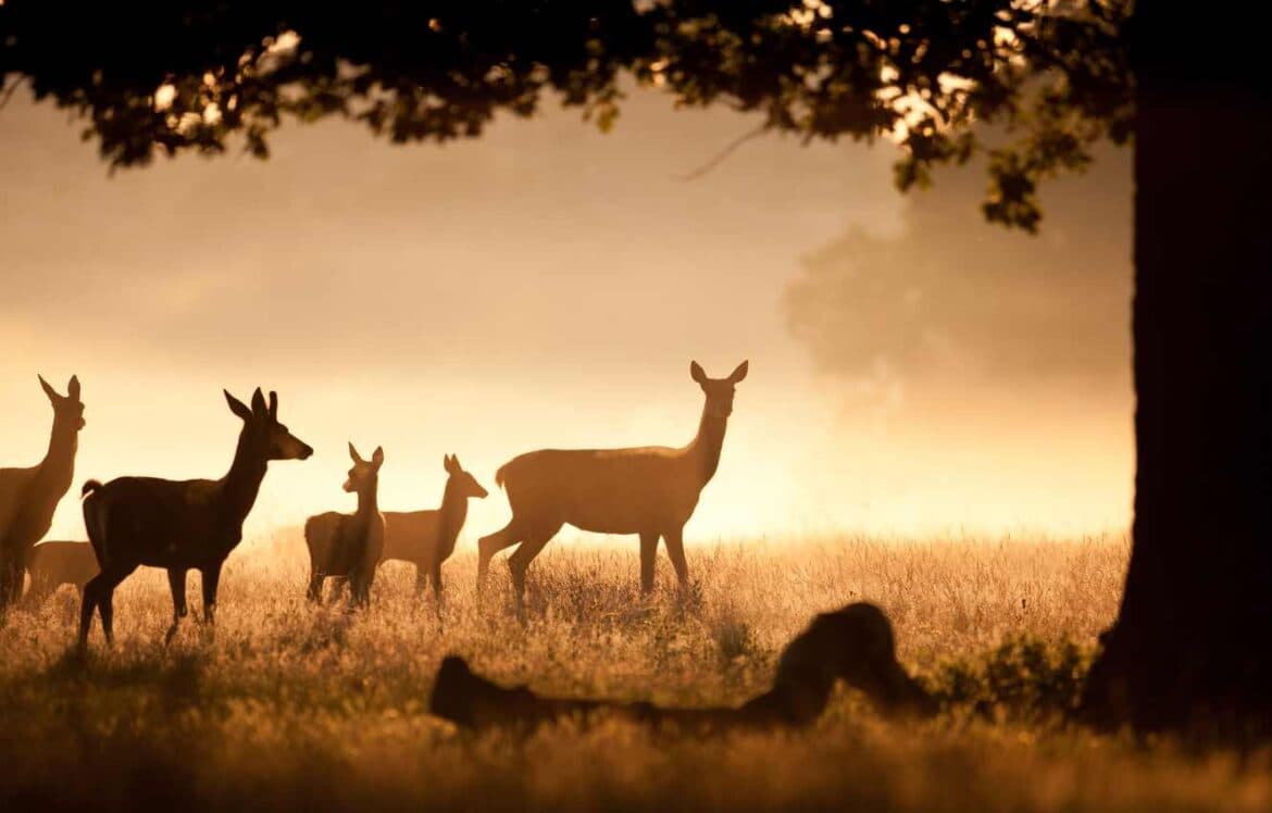 Habitat Creation and Enhancement for Biodiversity Gain