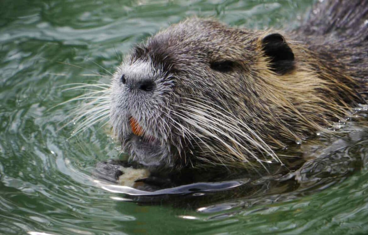 Using Beavers to Mitigate Flood Risk and Create Biodiversity Net Gain