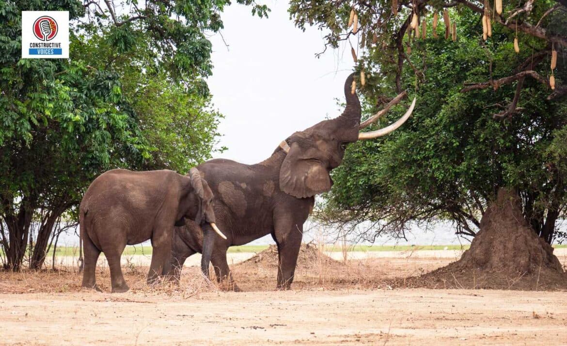 Zimbabwe Biodiversity and the Built Environment