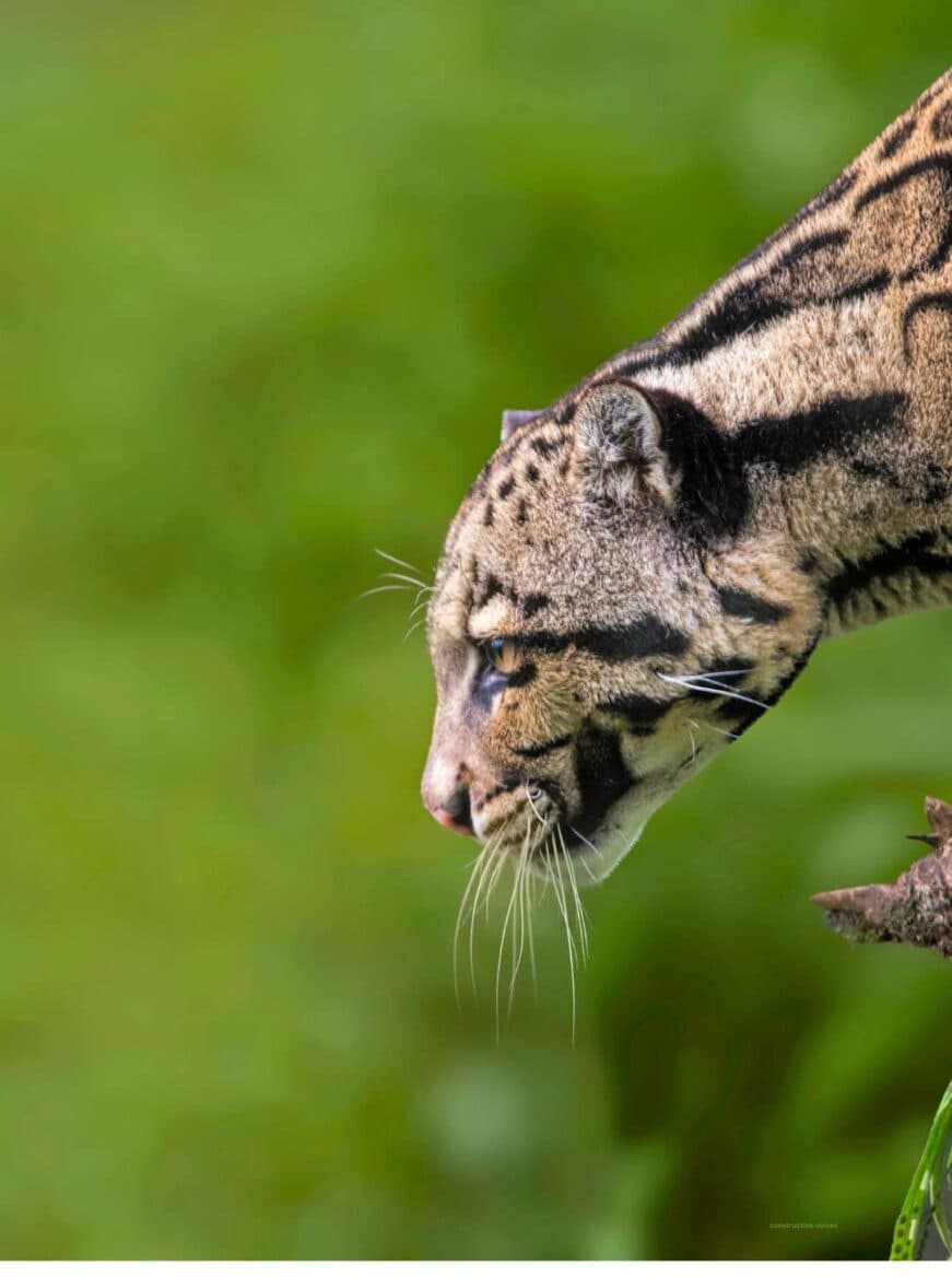 The Biodiversity Benefits of Sustainable Building Materials