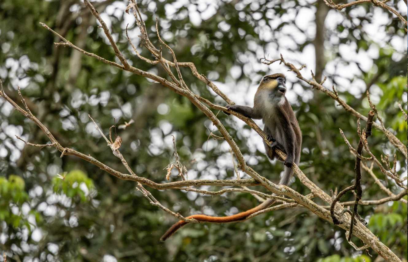 A moustached monkey (Cercopithecus cephus) seen in the peripheral zone of the Nouabalé-Ndoki National Park