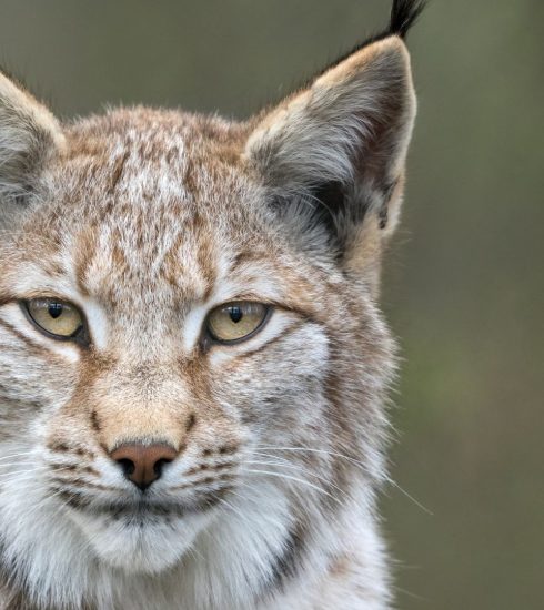 Albania biodiversit lynx