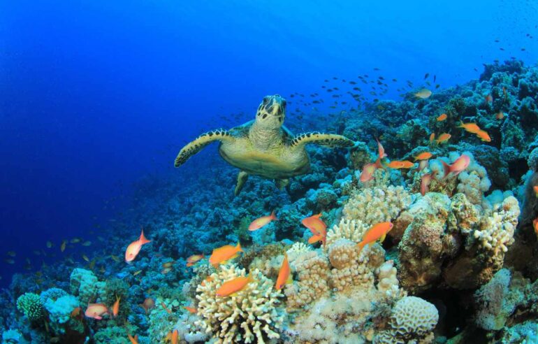 Vanuatu Biodiversity: Animal and Plant Species and What Is Under Threat