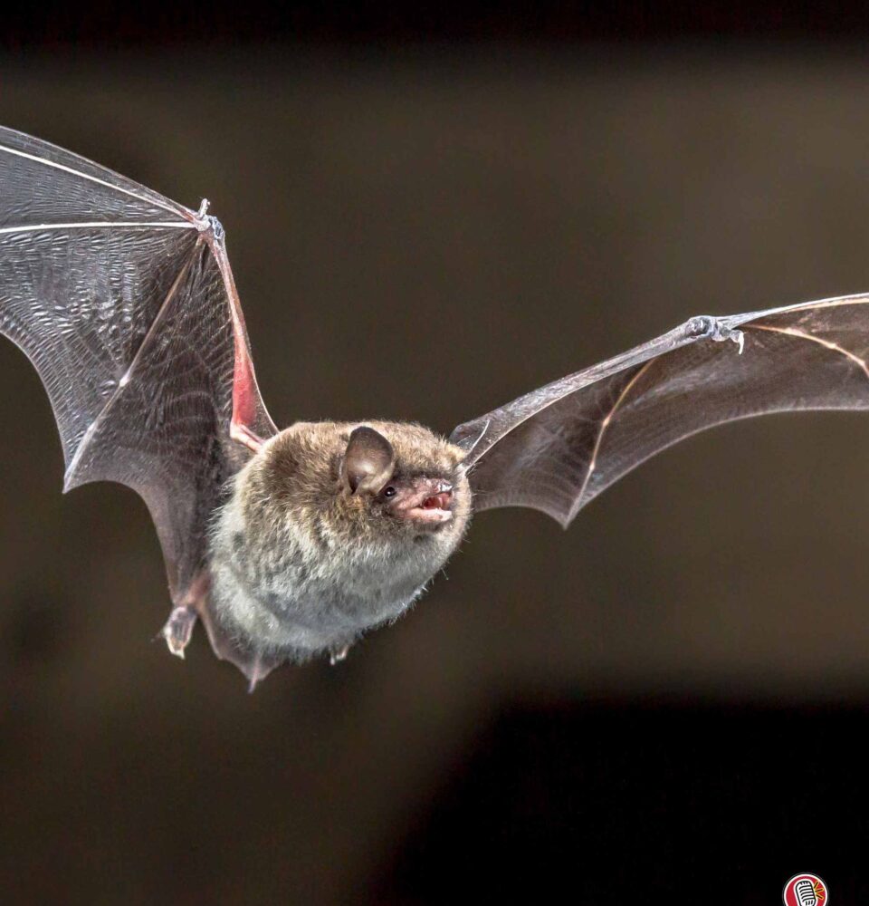 Designing Biodiversity Net Gain for Bats