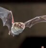 Designing Biodiversity Net Gain for Bats