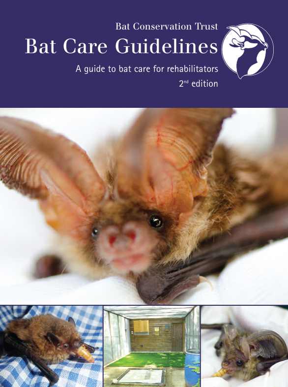 Designing Biodiversity Net Gain for Bats bat care