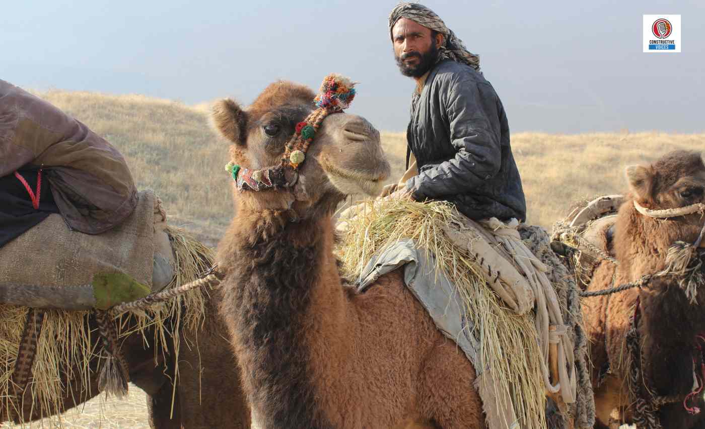 Afghanistan biodiversity Afghan man with camels