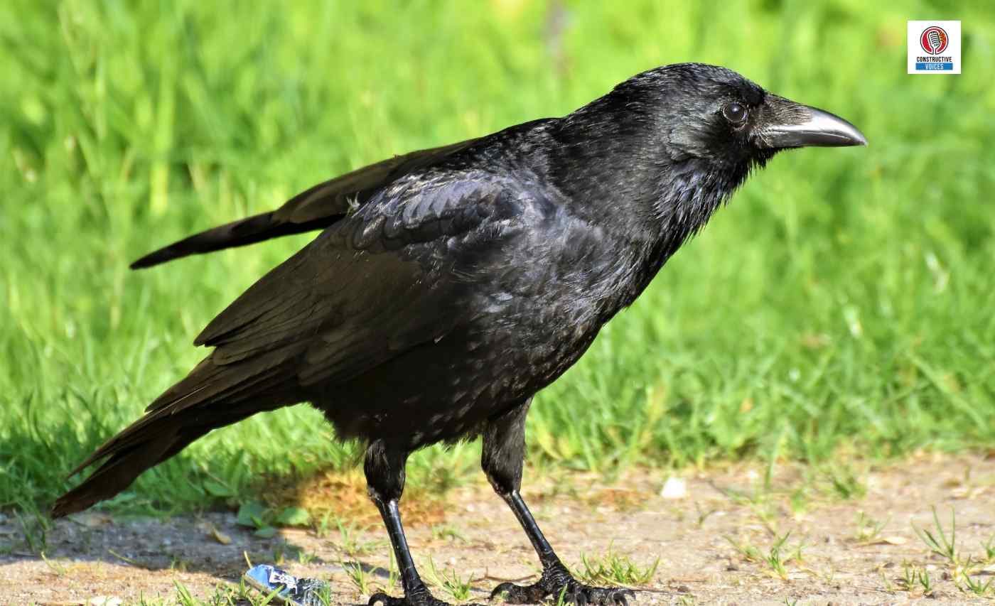 crow Afghan biodiversity