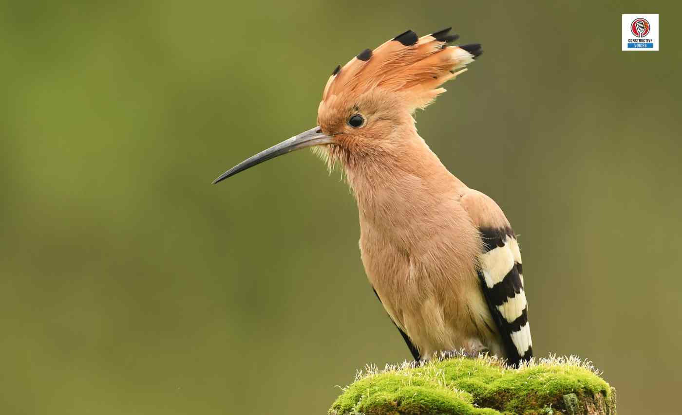 hoopoe bird native to Afghanistan
