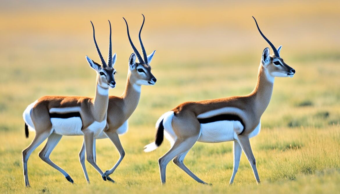 mongolian gazelle reproduction