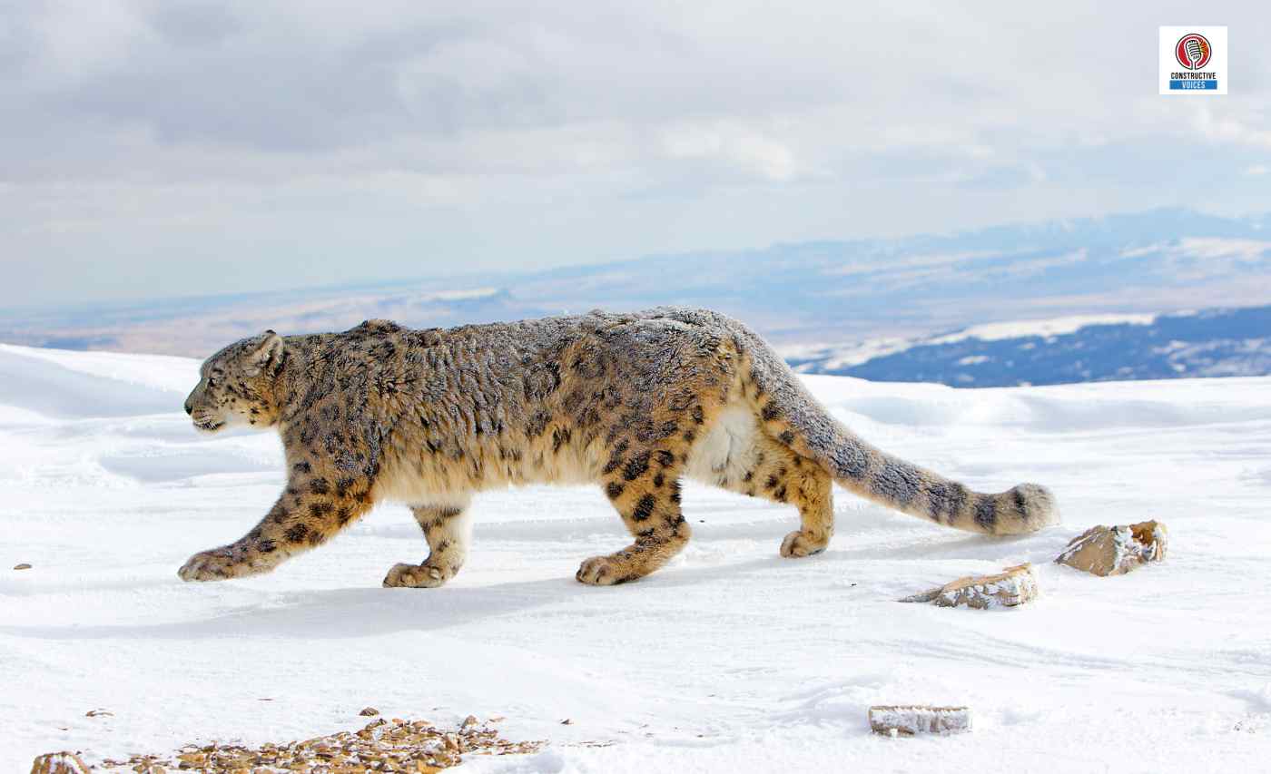 snow leopard Afghanistan biodiversity (1)