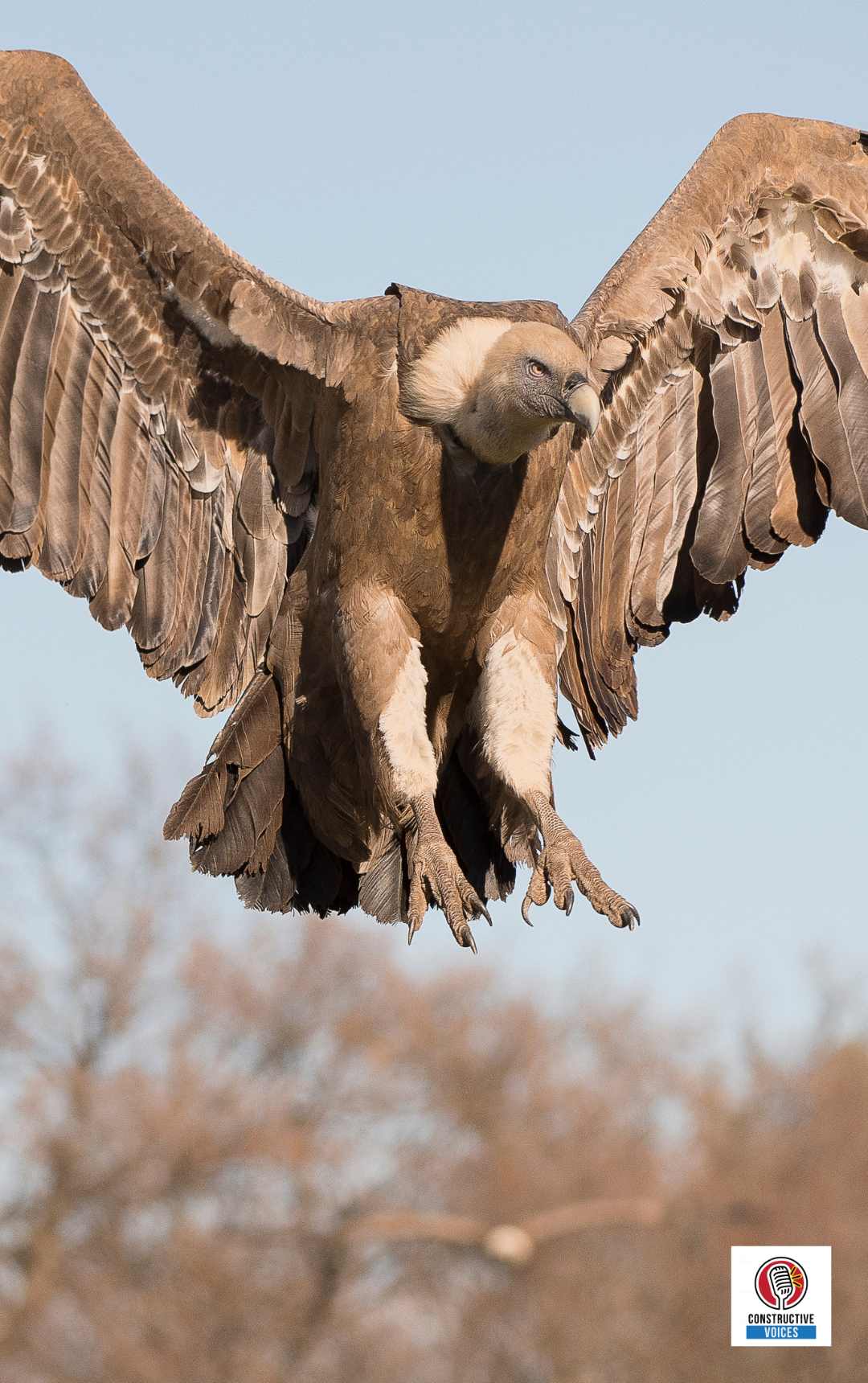 The Biodiversity Benefits of Sustainable Building Materials vultures