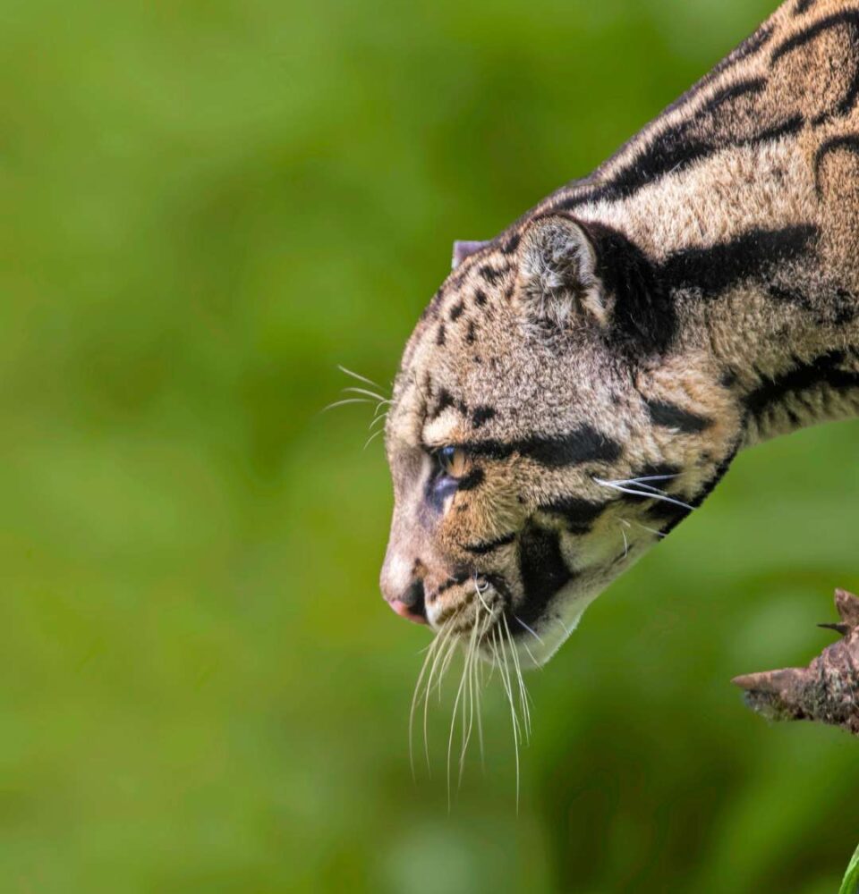 biodiversity benefits wildlife india (1)