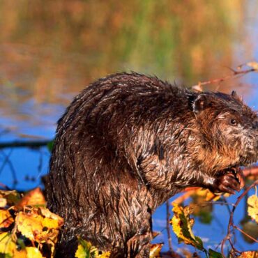 beavers natures engineers