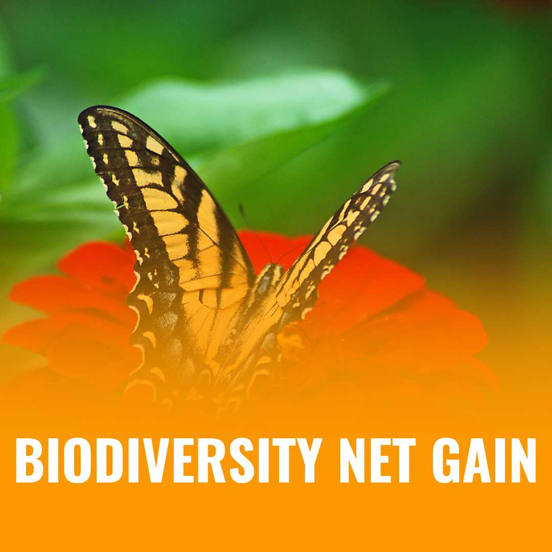 biodiversity net gain 