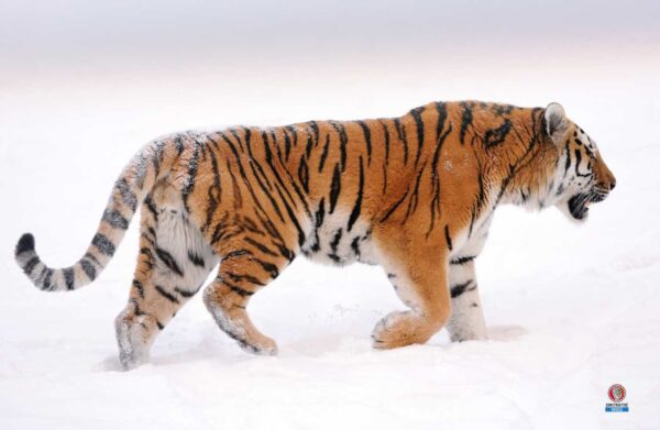 Russia Biodiversity: Animal and Plant Species and What Is Under Threat