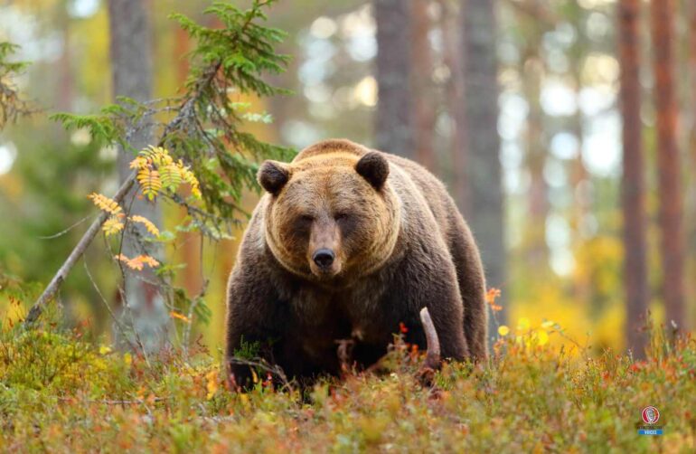 Russia Biodiversity: Animal and Plant Species and What Is Under Threat