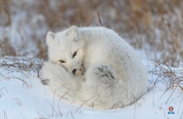 Russia Biodiversity: Animal and Plant Species and What Is Under Threat