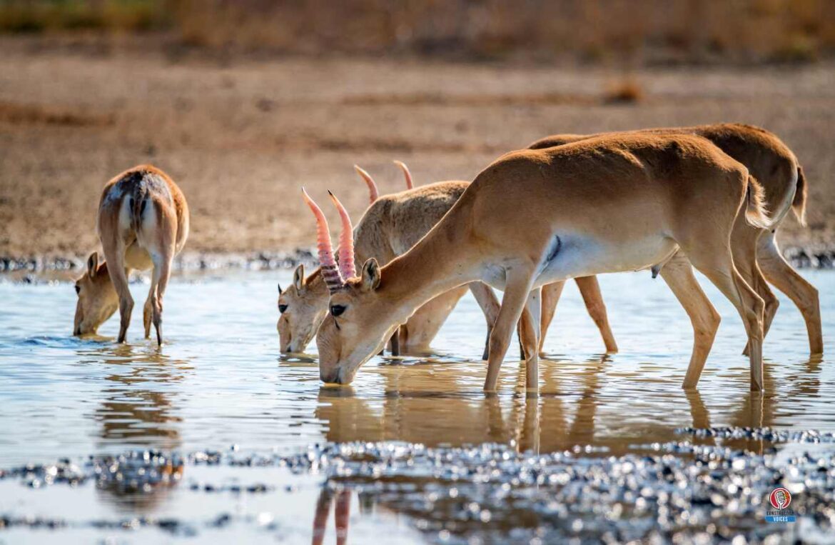 Russia Biodiversity: Animal and Plant Species and What Is Under Threat