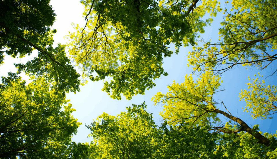 Greening Ireland, looking up through the tree canopy at the sky.