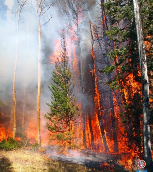 Neurological Toll of Wildfires