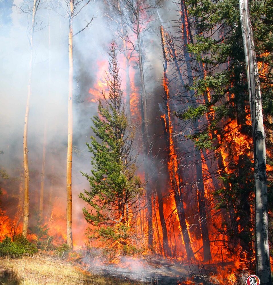 Neurological Toll of Wildfires